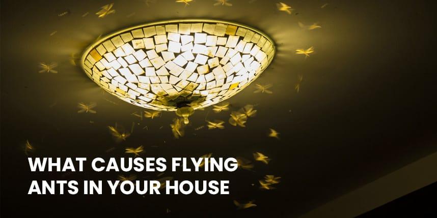 What Causes Flying Ants in Your House